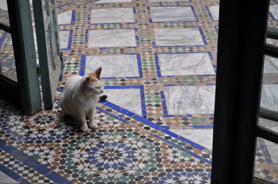 Marrakech Cat
