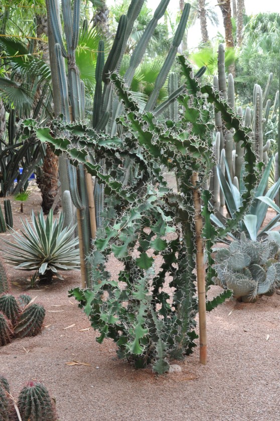 Cactus in Marrakech
